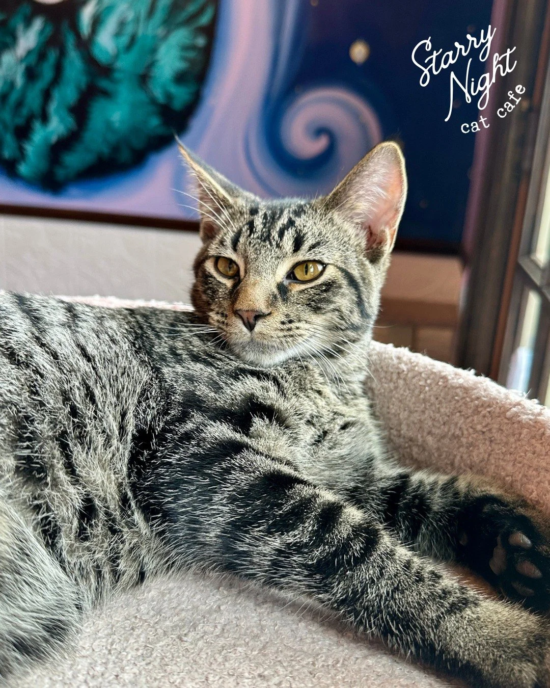 Come meet Smores! The cat rooms are full, the coffee’s brewing, and the purrs are nonstop. βπ± Right now, we have 10 kittens and 10 cats ready to play and win your heart. We promise it’s the best kind of therapy. π
Ready to come play wi