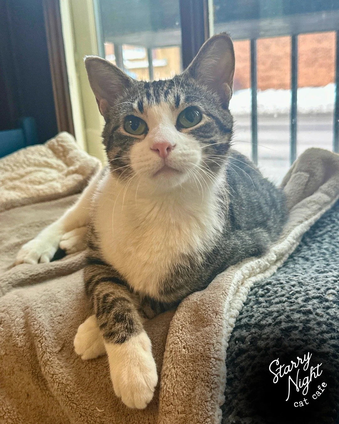 Jubilee is looking for a few extra pets today&hellip; so she decided to spread the joy! Buy One Get One Half Off Cat Time for today only! (12/9)  Just mention &ldquo;Jubilee&rsquo;s Joy&rdquo; at checkout to redeem. 

Come play with our foster cats f