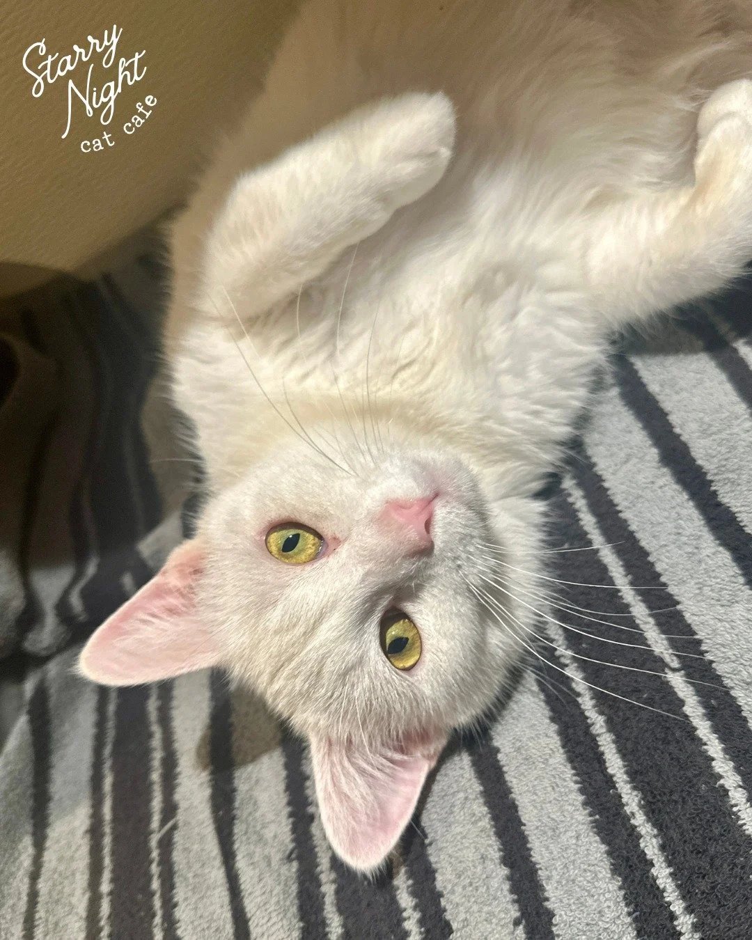 Cobweb overheard school was cancelled which means it&rsquo;s a purrfect day to our visit our foster cats. He wants to share Buy One Get One Half Off Cat Time today! Just mention the magic words &ldquo;Cobweb&rsquo;s Snow Day Special&rdquo; at checkou