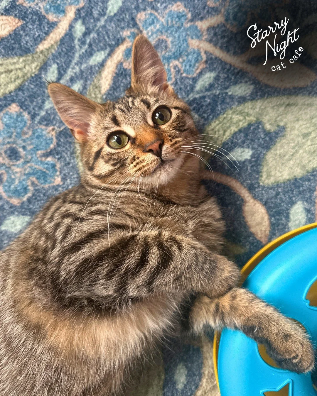 🎶 The weather outside is frightful&hellip; but inside? It&rsquo;s purr-fectly delightful. ☕🐾 Great coffee, warm cookies and kitten cuddles! 

🫶 Every purchase helps us continue of mission of helping shelter cats find homes. 

Our Cat Sanctuary is 