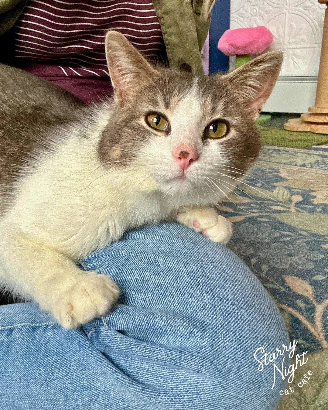 Come spend your rainy day with us ... your lap might not stay empty for long. Meet Paddy and all our foster cats waiting for their forever homes.

🐈 Ready to meet our foster cats from Humane Society of Marathon County 
⏳45 min sessions starting ever