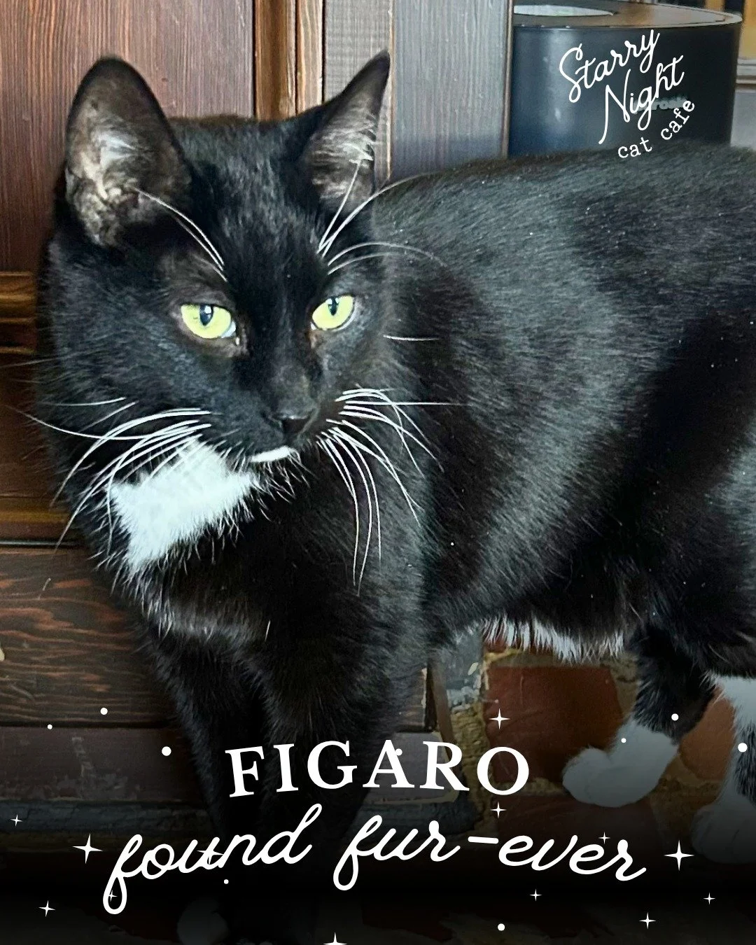 A Storybook Ending 📖 Figaro our handsome sweet senior kitty didn&rsquo;t stay long before capturing hearts and finding his perfect family.  Figaro is officially ✨#238✨ adopted at Starry Night Cat Cafe. 

Congrats Figgy on your next chapter! His new 