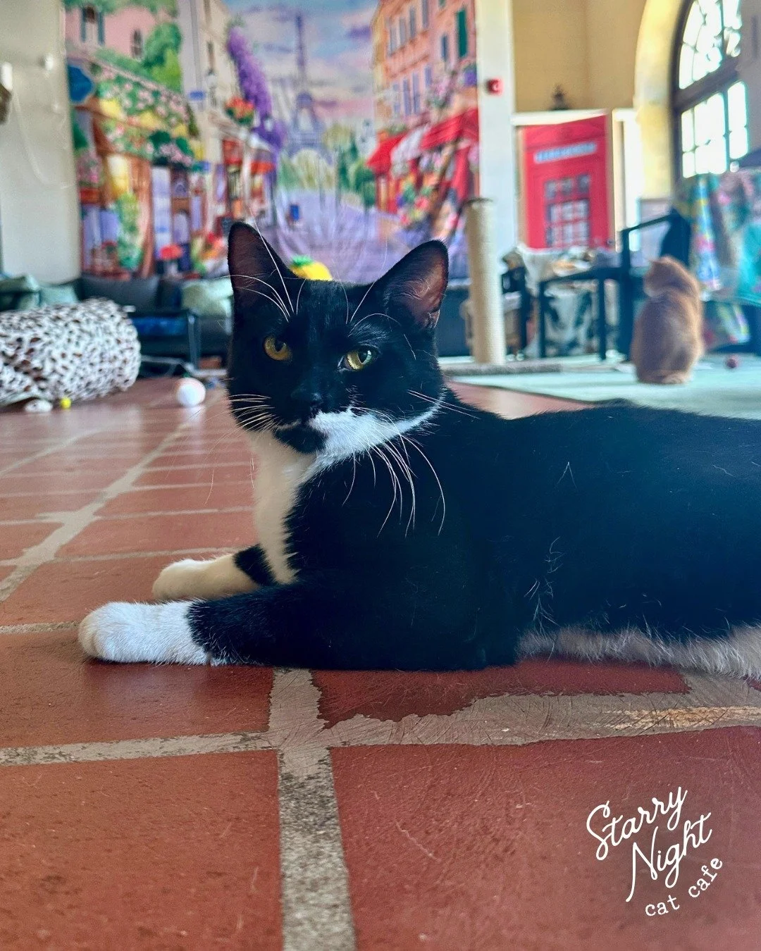 Mustache You a Question 🎩 Have you heard the news? Microwave found his furever family &amp; is officially ✨#245✨ adopted with Starry Night! 

With his charming mustache, happy tail shakes, gentlemanly sits &amp; endless commentary, it was only a mat