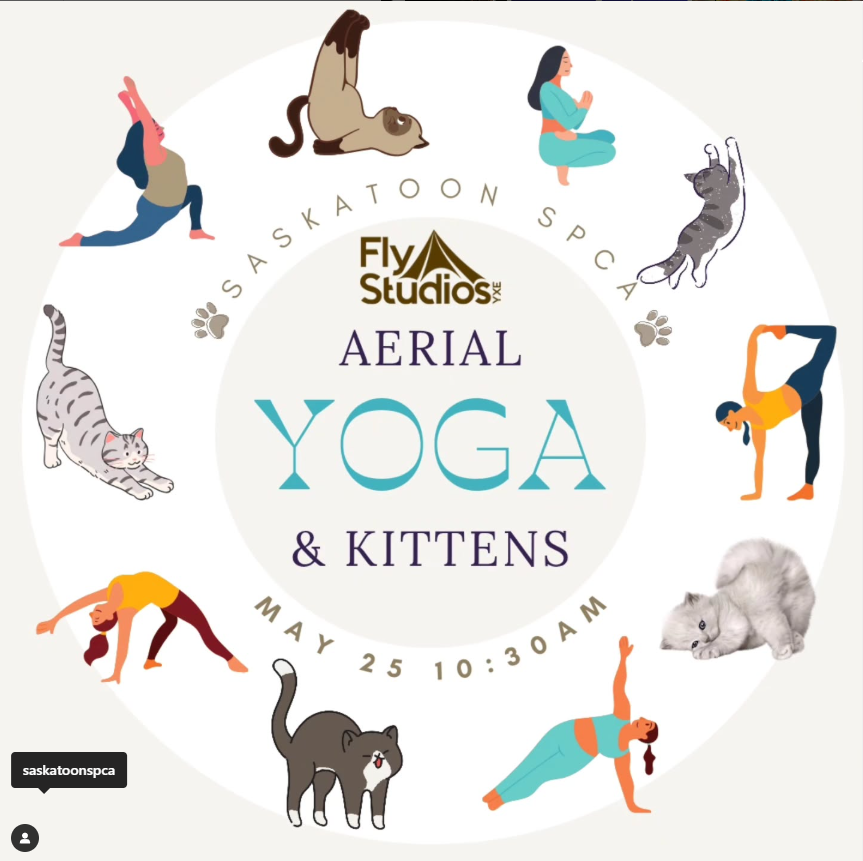 Kittens and Yoga