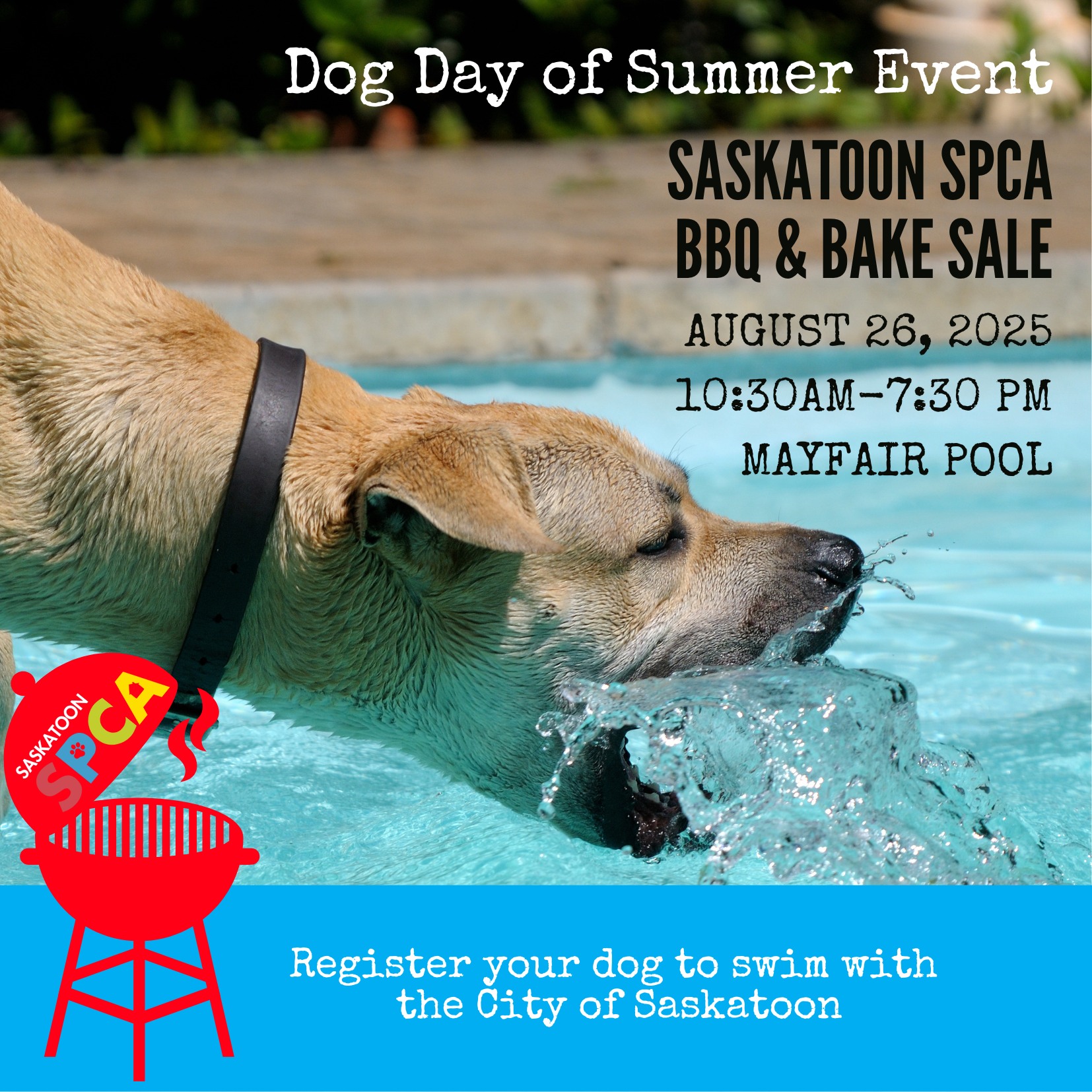 Dog Days of Summer