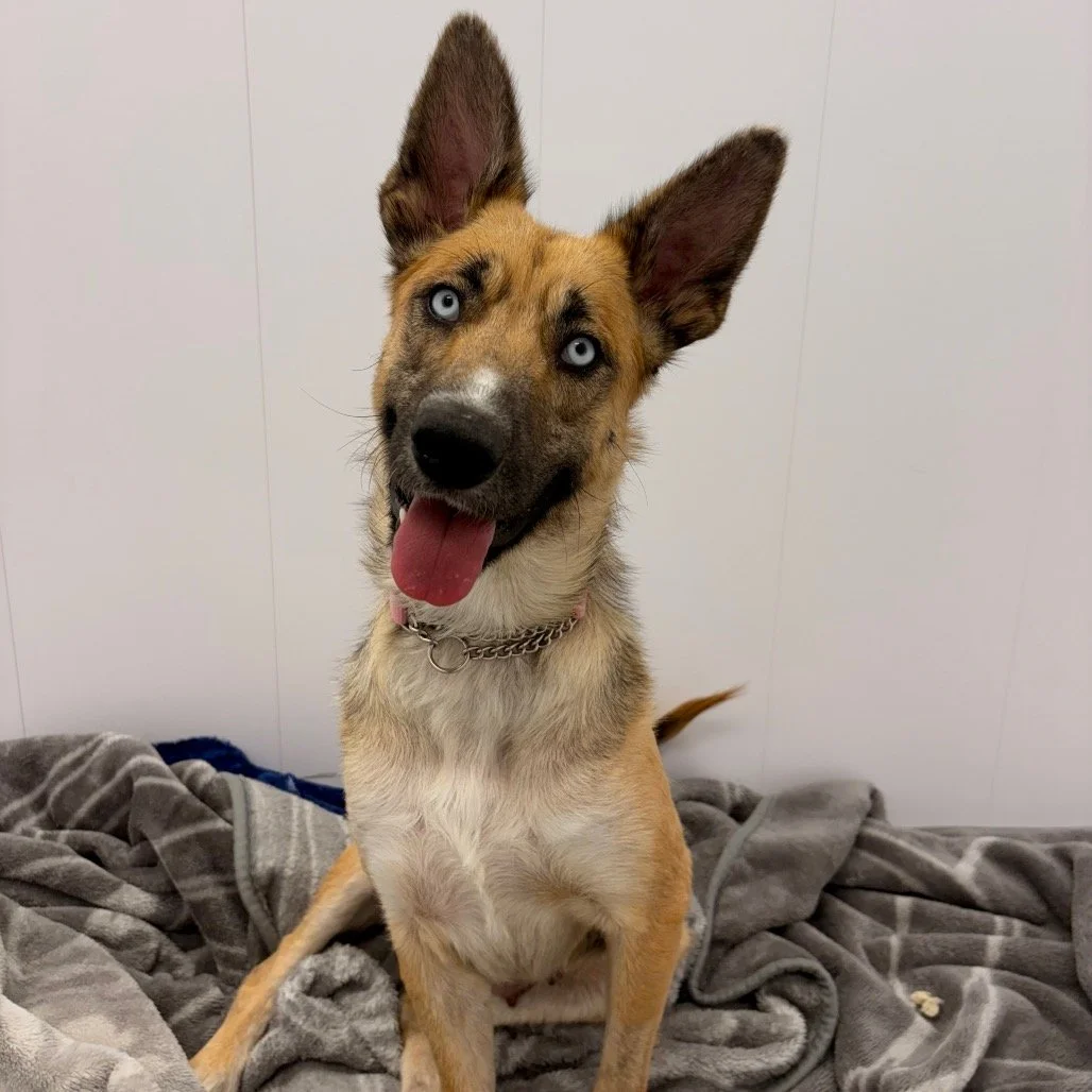 🌸 Meet Princess &mdash; the mom who&rsquo;s still waiting for her happy ending! 🌸

Four-year-old Princess came to the Saskatoon SPCA with a litter of puppies. All of her babies have been adopted, but somehow this sweet girl has had almost no intere
