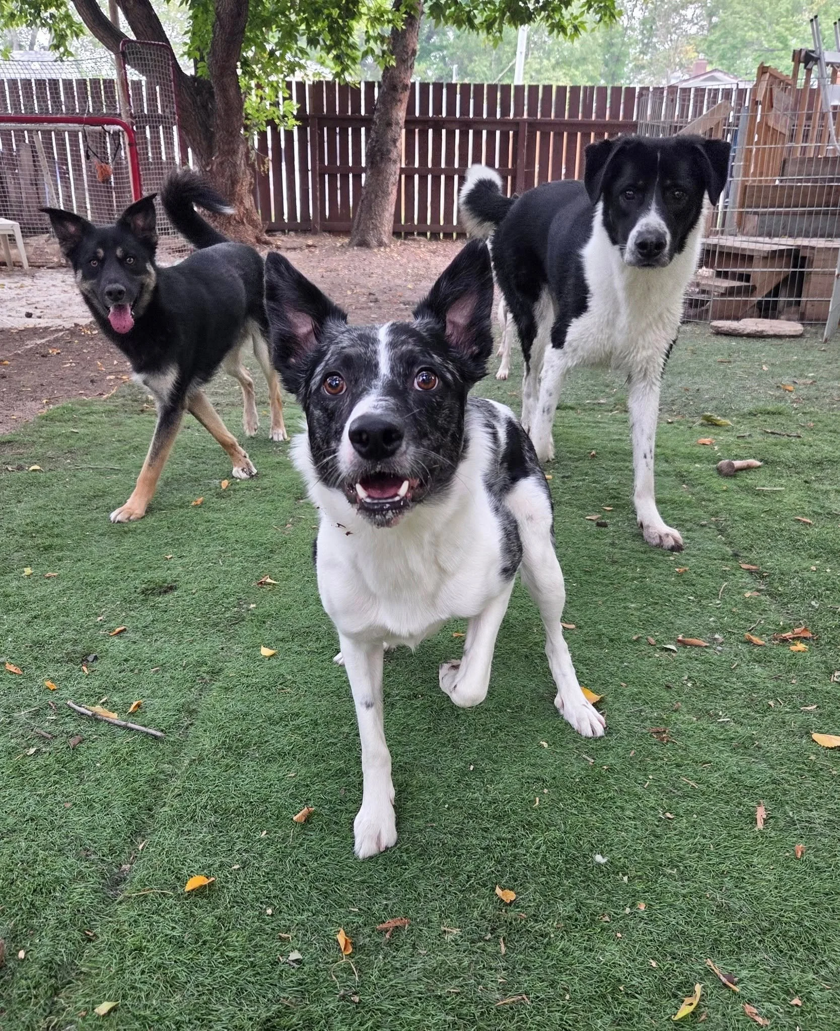 🎾 Happy National Fetch Day! 🎾

Show us your dog&rsquo;s best fetch face &mdash; tag us so we can cheer you on!

These three Saskatoon SPCA alumni &mdash; Woodstock, Flip, and Roy &mdash; look like they&rsquo;re ready to drop their first album, but 