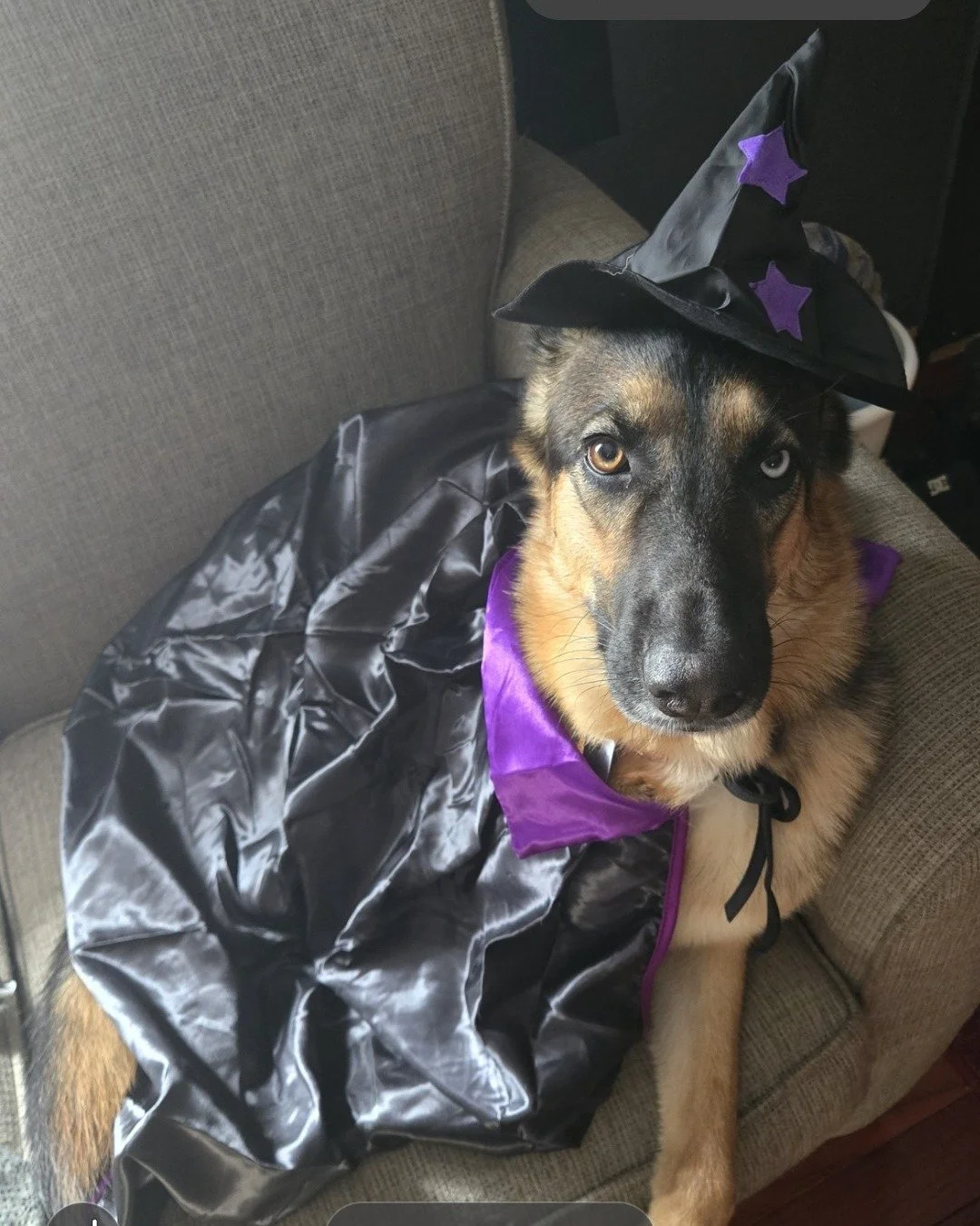 Alumni Spotlight Sunday: Salem (formerly Titan) 🎃🧙&zwj;♀️

Meet Salem, our Halloween queen. Last year on October 27 she left PetSmart Preston Crossing with her new family. Today she is almost 14 months old and rocking a witch costume like a pro. Sh