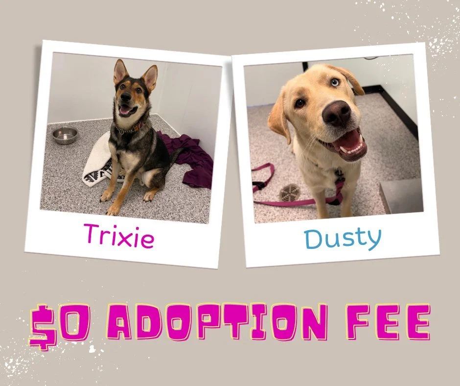 Two amazing dogs. Zero adoption fees. Endless love waiting.
Trixie and Dusty have both been waiting far too long for their forever homes — but thanks to a generous donor, their adoption fees have been fully sponsored! That means their adoption