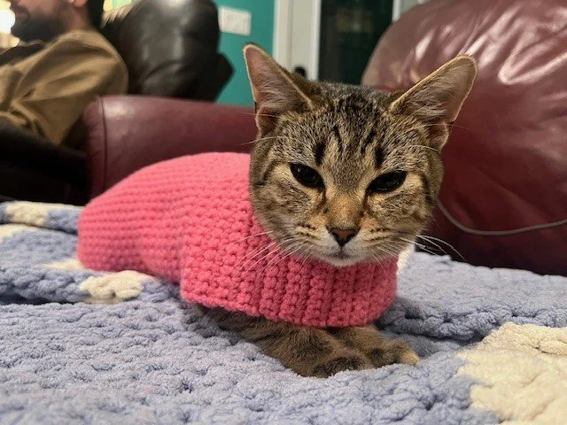 π Adoption Spotlight Sunday: Arthur’s Story π
Sometimes the animal you least expect ends up changing your life.
When Alexandra and her husband started fostering for the Saskatoon SPCA, they thought they were safe from “foster failing.