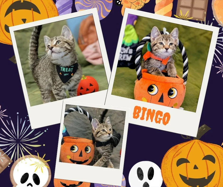 🎃 Bingo&rsquo;s first Halloween! 👻

This little pumpkin had a blast at his spooky photo shoot! At only two months old, Bingo is a curious and playful little dude. 🐾

While we&rsquo;re all enjoying the Halloween fun, here are a few tips to help kee