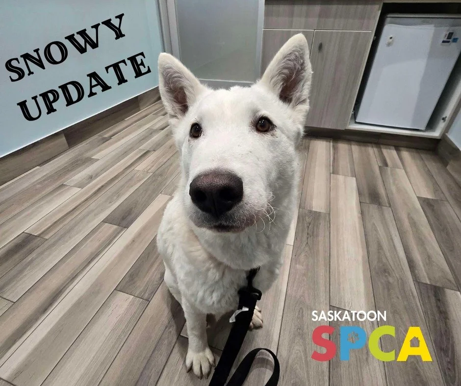 💛 Snowy&rsquo;s Recovery Update 💛

Snowy had a recheck appointment today at @erindale.animal, and we&rsquo;re thrilled to share that his care team is super happy with how well he&rsquo;s doing! 🐾

Snowy still has a ways to go with his rehabilitati