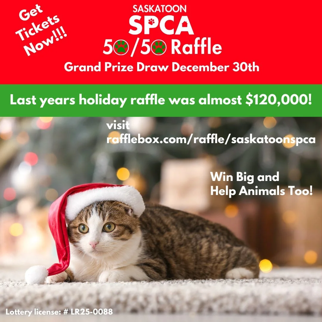 Our Holiday 50/50 Lottery is back, and this is your chance to win big and help animals too.

Last year&rsquo;s jackpot reached almost $120,000, and we are hoping to see the same holiday magic again.

The lottery opens today and runs until December 30