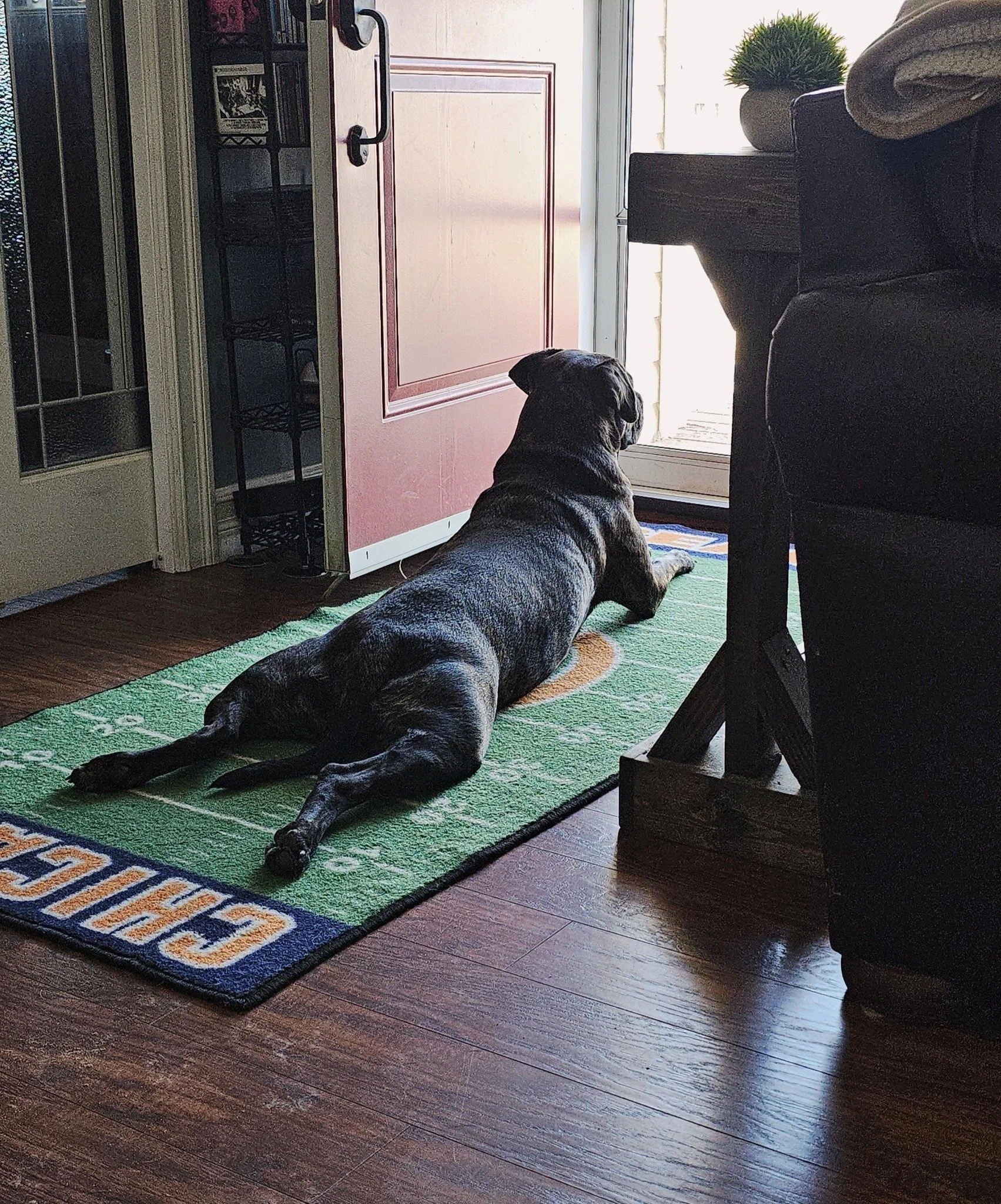 Adoption Spotlight Sunday

Taco Belle, now Mocha, was adopted in August 2024 after coming to us with a litter of pups. Byron sent this update:

&ldquo;She enjoys checking out the front yard, keeping squirrels in line, and she looks forward to her dai