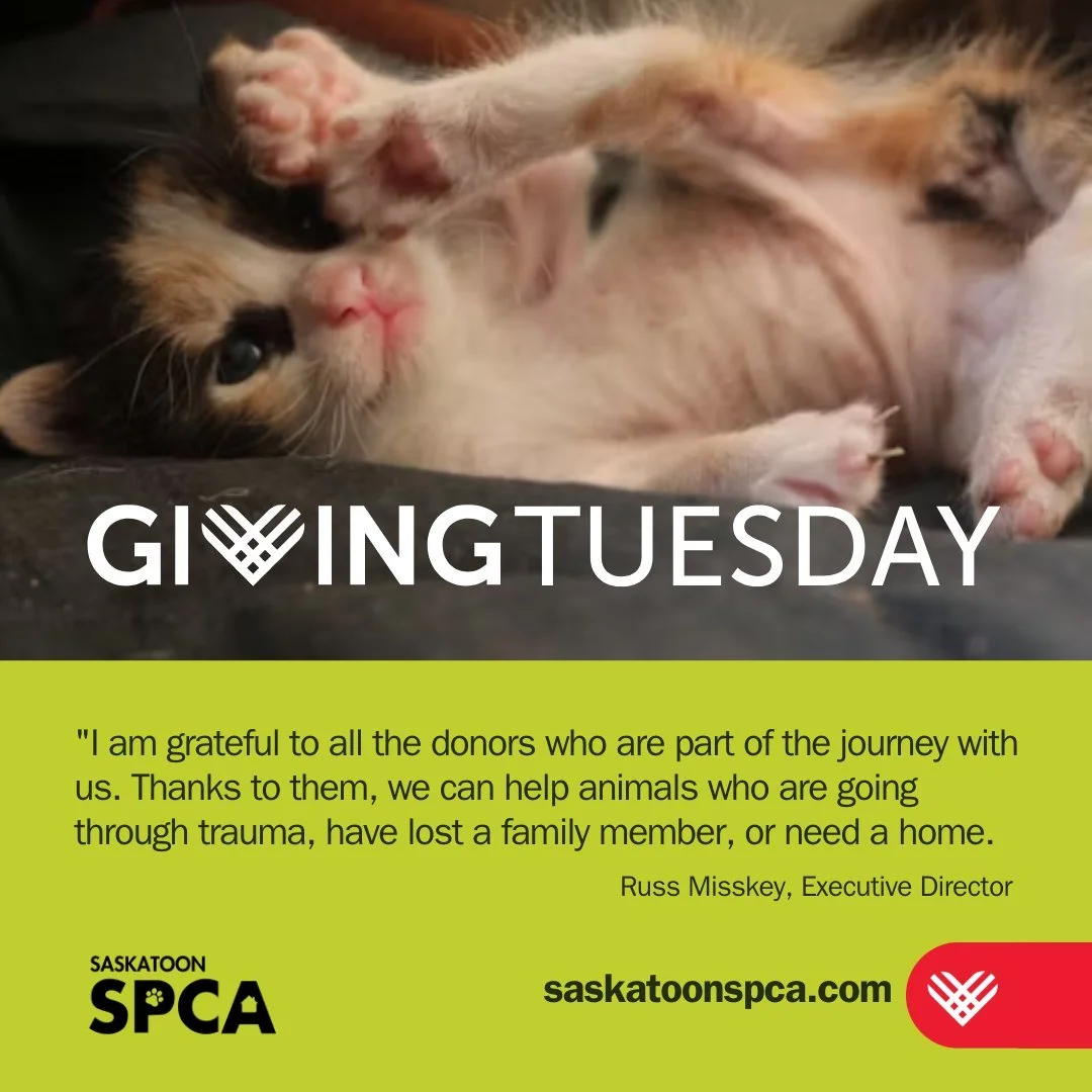 Next Tuesday, our community will come together to lift up local animals who need care, safety, and a fresh start.

We receive no government funding, so Giving Tuesday has a real impact on the animals who count on us. Your kindness helps provide food,