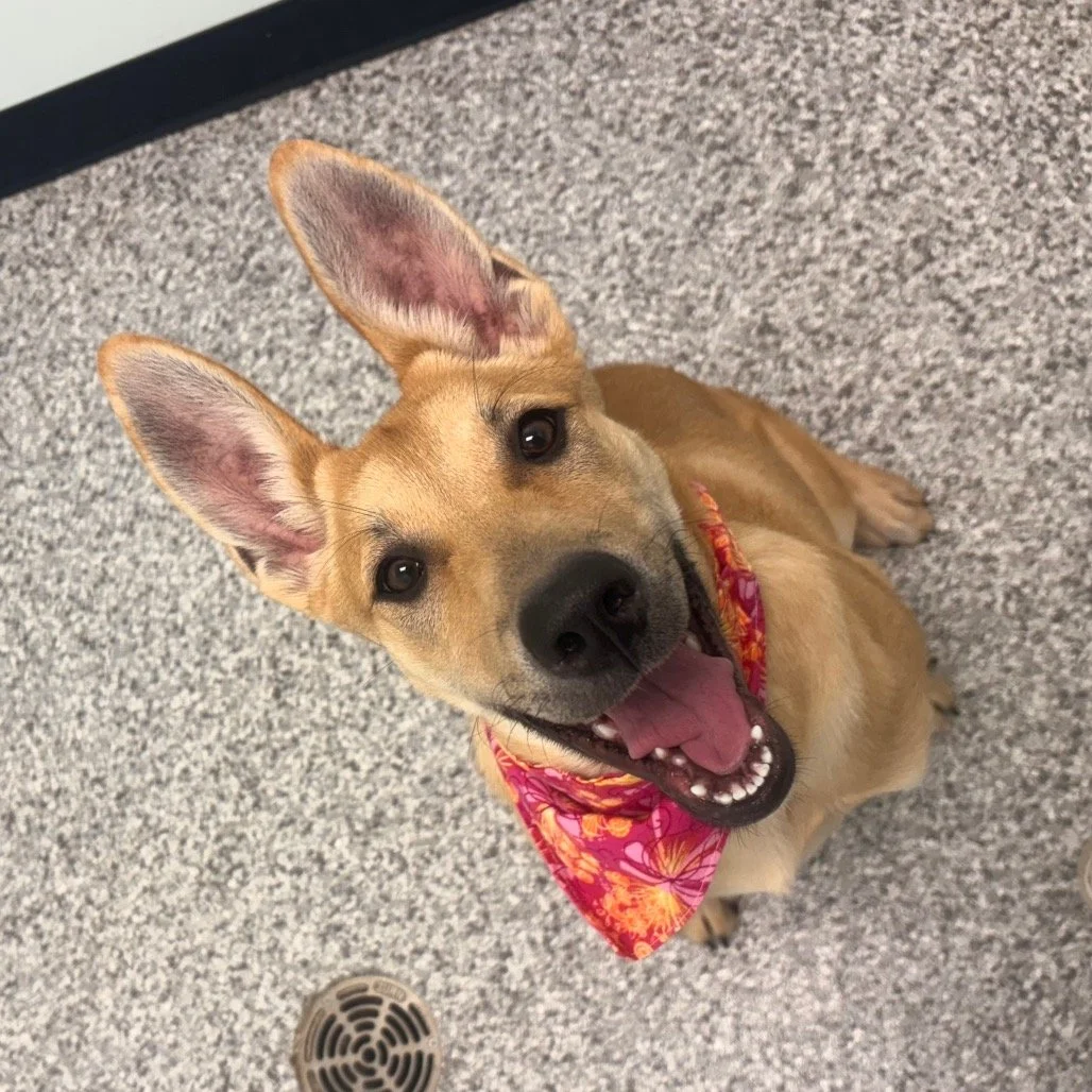 Meet Rosie. She is four months old, sweet, playful, and has ears large enough to catch satellite TV.

This mixed breed pup is good with dogs and neutral with cats. She loves kisses and has a silly side staff adore.

Come meet Rosie at the Saskatoon S
