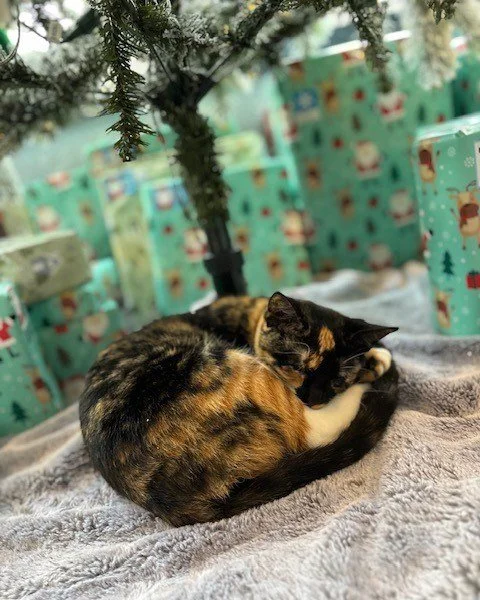 Sunday Alumni Spotlight: Pickles

Tiger Tiger came into our care as a tiny kitten in May 2024 and found her home with Jessie in July 2024. Today, her name is Pickles, and she is living her best life.

Her family shared this sweet update with us:
&ldq