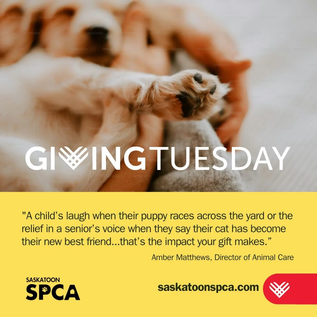Today is Giving Tuesday.

Your support helps pets get the care they need and the chance to feel safe and loved again.

Amber&rsquo;s words in the image say it best. Your gift creates moments of joy and comfort for families and their pets.

Give today