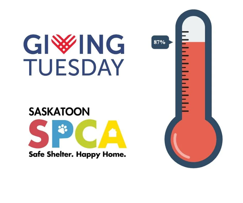 We are thrilled to share that we are now 87 percent of the way to our Giving Tuesday goal. Thank you to everyone who has given so far. Your support means so much to the animals in our care.

There is still time to donate before the day is done. Every