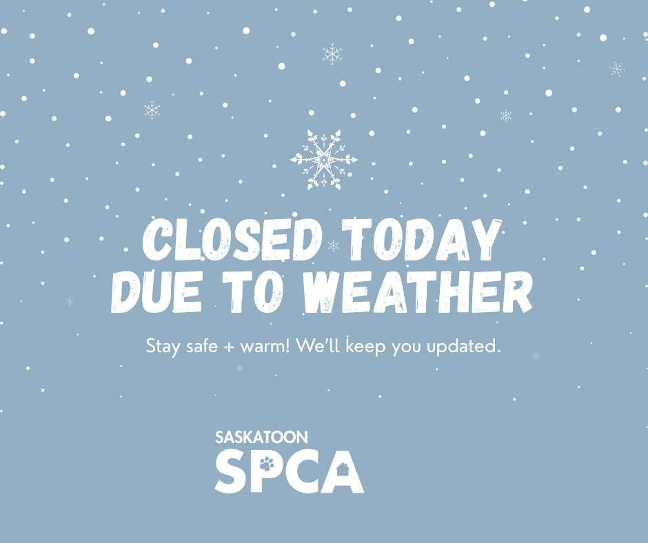 Due to today&rsquo;s weather, the Saskatoon SPCA Adoption Centre is closed. Please stay home and stay safe.

We are planning to reopen tomorrow, Thursday, December 18 at 12 pm for adoptions. Please keep an eye on our social media channels for any upd