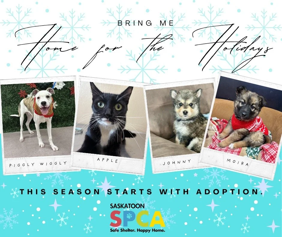 Bring me home for the holidays 🎄
This season starts with adoption.

We have 30+ animals waiting for homes, and more joining us every day. The holidays are a great time to add a new pet since families are home and can help them settle in.

Our Adopti