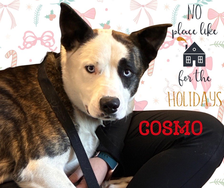 🎄 Bring Cosmo Home for the Holidays 🎄

The holidays should be a time of warmth, comfort, and quiet moments. For dogs like Cosmo, the shelter can feel extra overwhelming during this busy season.

Cosmo is just over 1 year old and has the most beauti