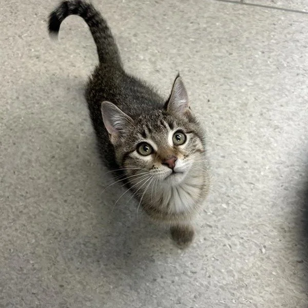 🐾 Kitten Food Donations Needed 🐾

Kitten season is not over yet, and we are still caring for many growing kittens. We are currently in need of kitten kibble and kitten wet food to help keep them healthy and strong.

Your support helps provide for t