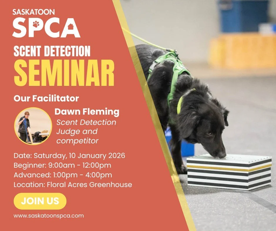 Sniff, search, and support animals. 🐶👃

Join us Saturday, January 10 for two Scent Detection seminars benefiting the Saskatoon SPCA, taught by Dawn Fleming.

📍 Floral Acres Greenhouse, just south of Saskatoon

✨ Beginner Seminar
🕘 9:00 am to 12:0