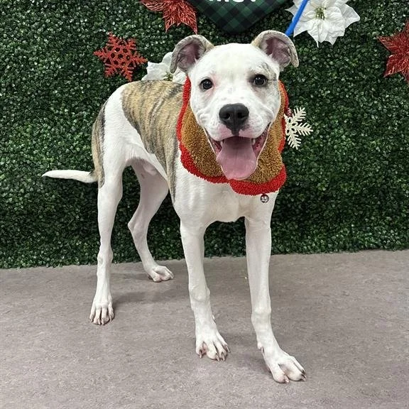 Meet Piggly Wiggly 🐷💙

Yes, that is really his name. And yes, we think it is absolutely perfect for him.

Some people have made fun of the name Piggly Wiggly, but once you meet this 8-month-old Boxer mix, it just fits. He is full of joy, full of en