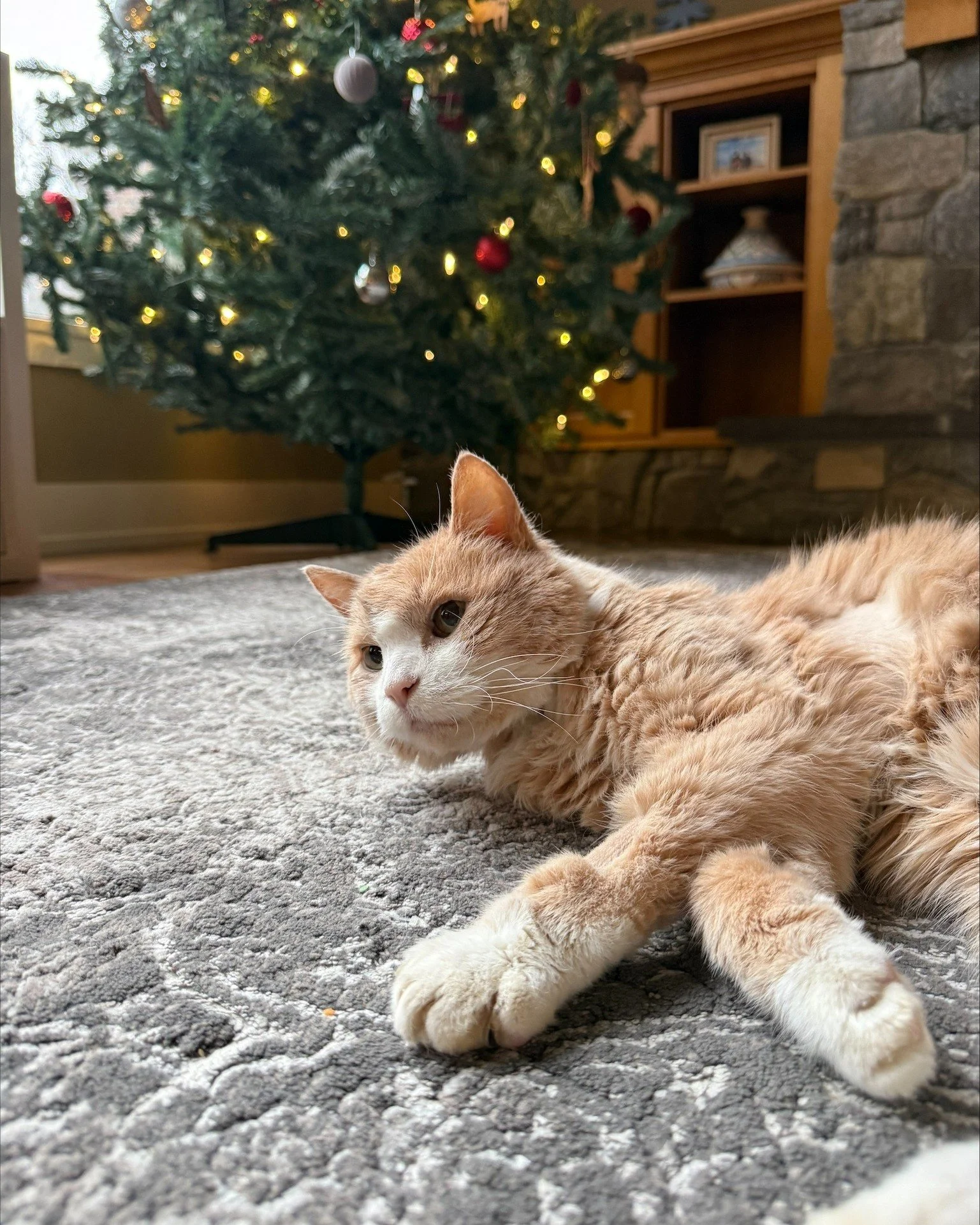 💙 Alumni Update Sunday 💙

Allistair&rsquo;s story began at the Saskatoon SPCA in 2006, when a vet student chose a cat named Sugar because he licked his nose.

That cat went on to travel across North America, support his person through vet school, c