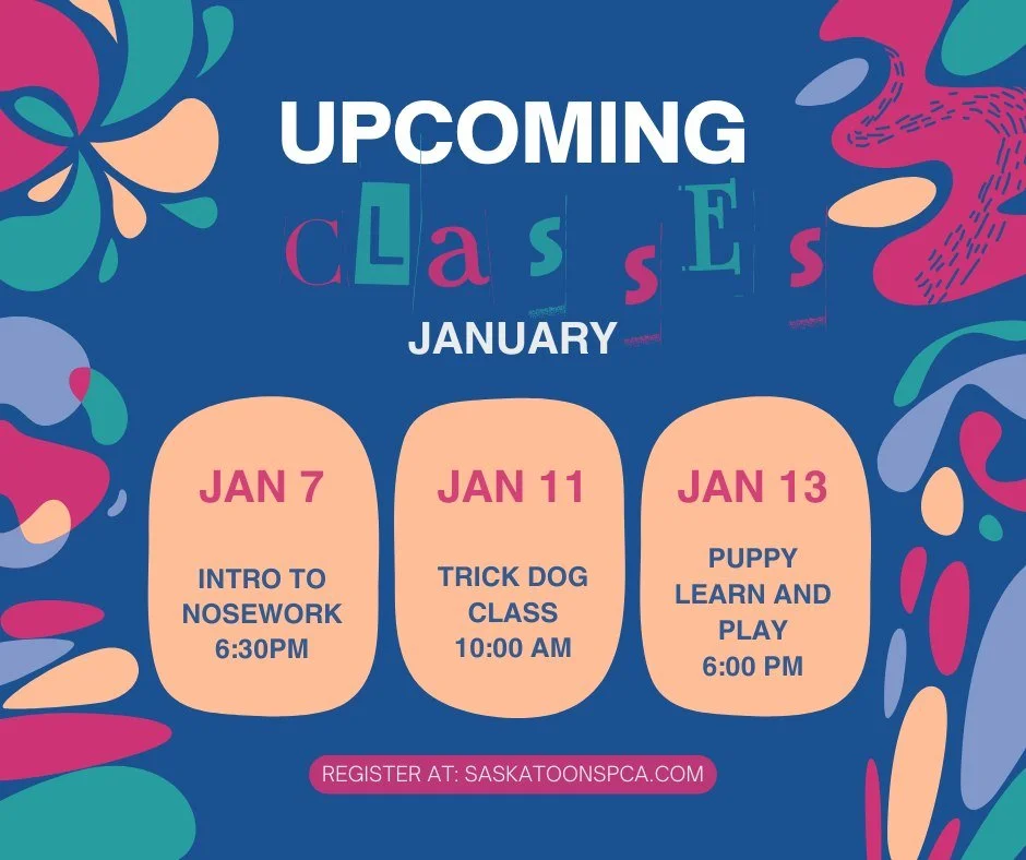 🐾 Winter training just got a whole lot more fun at the Saskatoon SPCA 🐾

Our January Pawsitive Pups classes are starting soon, and there is an exciting mix of options for dogs of all ages and skill levels.

✨ Introduction to Nosework
Starting this 