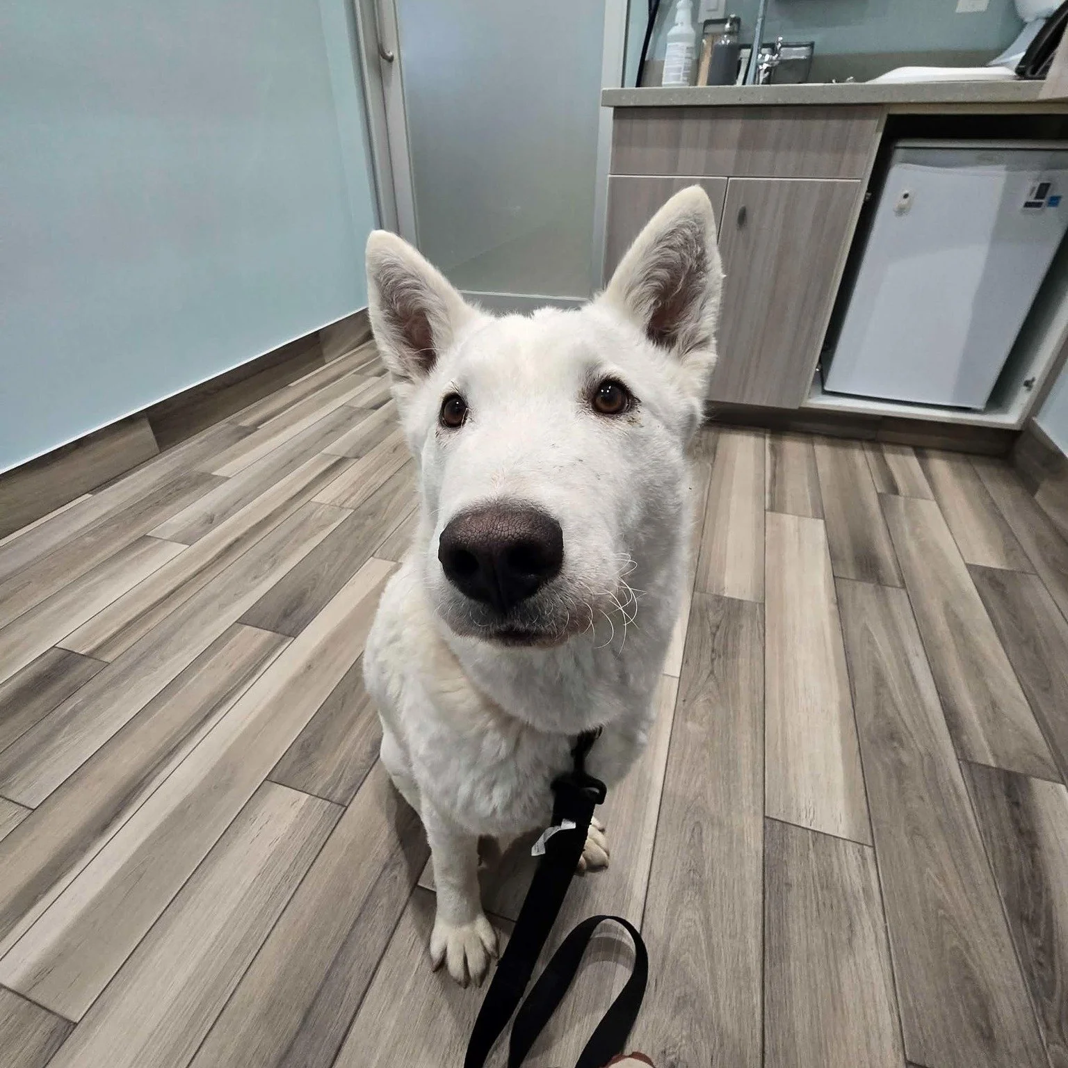 🐾 Snowy Is Ready for Adoption 🐾

After months of healing, patience, and love, Snowy is ready for his happily ever after. 💛

You may remember Snowy as the young pup who was hit by a car and came into our care with serious pelvic injuries. Thanks to