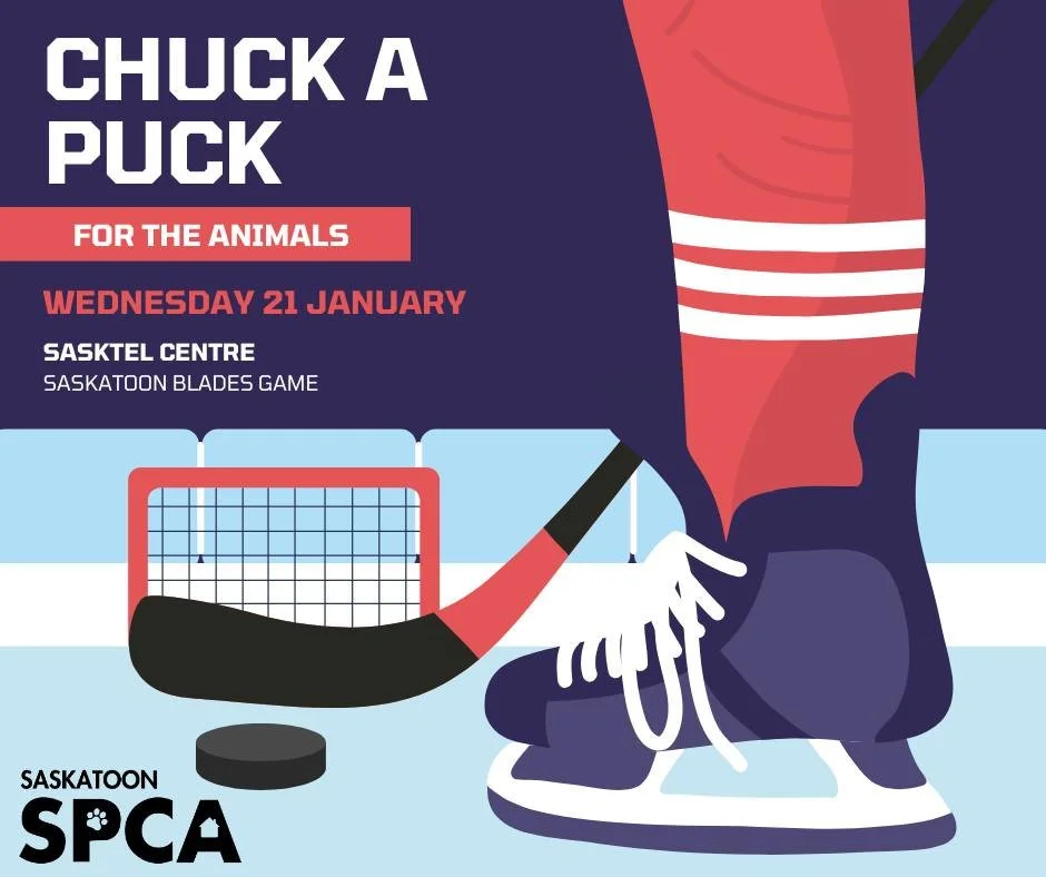 Join us at the Saskatoon Blades game on Wednesday, January 21 for a fun way to support animals in need.

We will be hosting a Chuck-a-Puck raffle with a signed Blades jersey and other great prizes up for grabs. Buy a puck, toss it onto the ice betwee