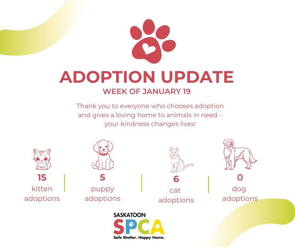 This week, 29 animals found their way home ❤️
Thanks to our amazing community, 24 cats and 5 dogs were adopted from the Saskatoon SPCA.

Every adoption opens a door for the next animal who needs help, and we are so grateful to everyone who chose to a