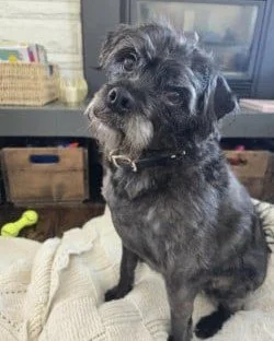 Meet Max 💙
Available for adoption Wednesday, January 28
Adoption Centre open 12:00 pm to 4:30 pm

Max is a young pug poodle mix with a gentle, calm nature and a quietly funny personality. He can be a little shy when first meeting new people, but onc