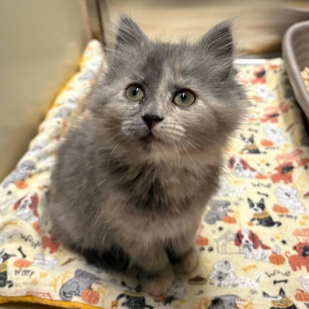 🐾 We need Feline FortiFlora 🐾

Feline FortiFlora is something we use every day in the shelter, and right now we are running low.

This probiotic helps cats with upset tummies and is especially helpful for cats who are on antibiotics. Many cats come