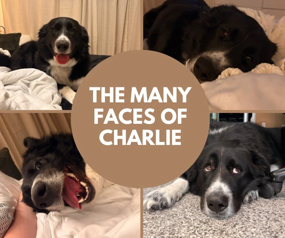 Meet Charlie 💙

Charlie is a 2-year-old large mixed breed dog who has quietly worked his way into a lot of hearts at the Saskatoon SPCA. He is currently in foster care with a loving staff member because the kennel environment is very hard on him, an