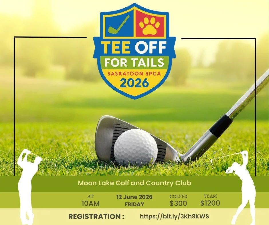 That warm weather has you eyeing your golf clubs? ⛳
Good news. The Saskatoon SPCA is hosting a golf tournament on June 12 at Moon Lake Golf and Country Club.

Join us for a great day on the course while supporting animals in our care.

👉 Register on