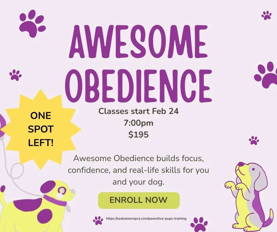 🐾 February classes are almost full 🐾

Our Pawsitive Pups trainers are excited for classes starting in February, and these popular options each have just one spot left:

&bull; Puppy Learn &amp; Play &ndash; build confidence, social skills, and stro