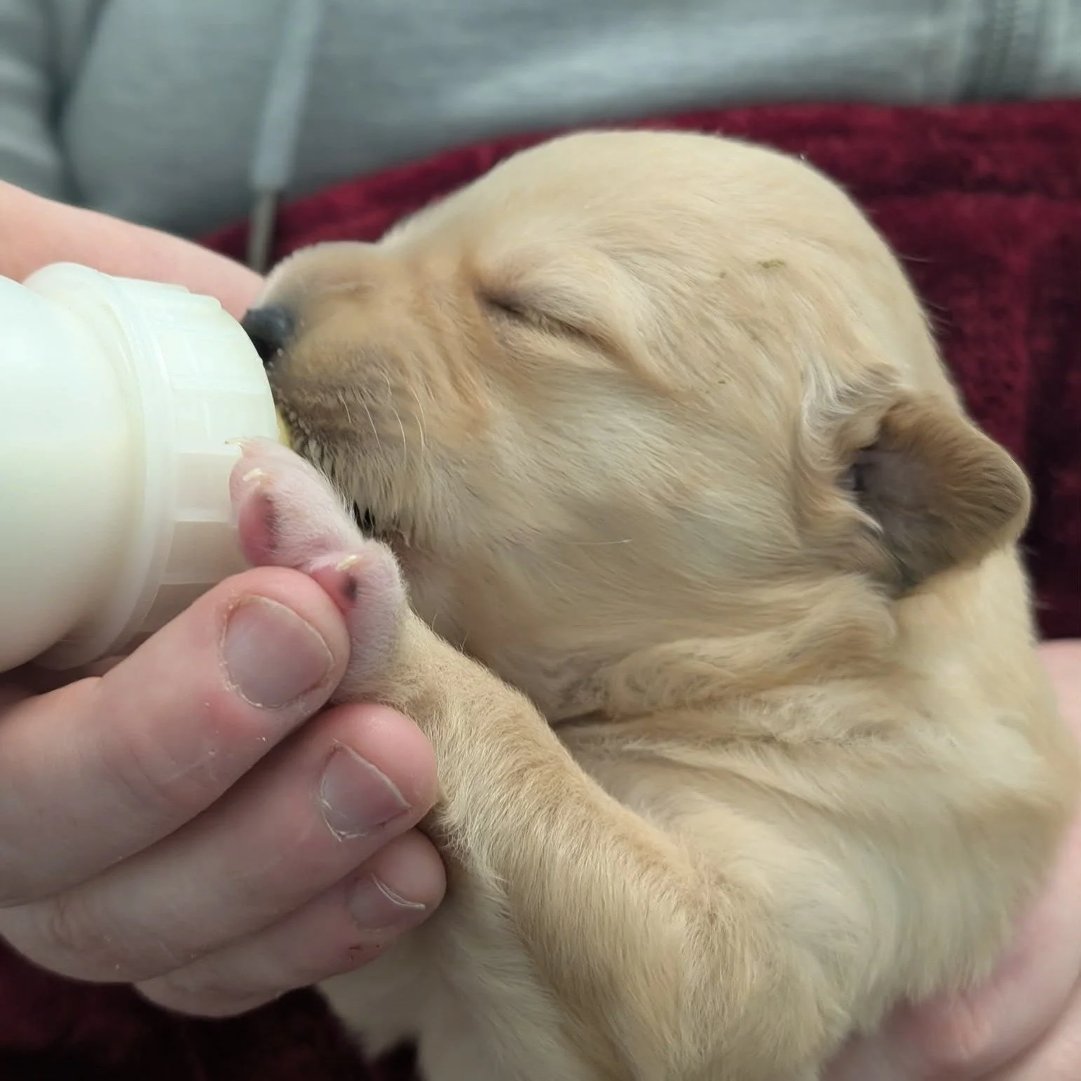💔 We need your help. 💔

A member of the public recently made a shocking discovery. A random box appeared in the back of his truck, and inside were seven tiny puppies. Cold. Scared. And far too young to be on their own.

Thankfully, he acted fast an