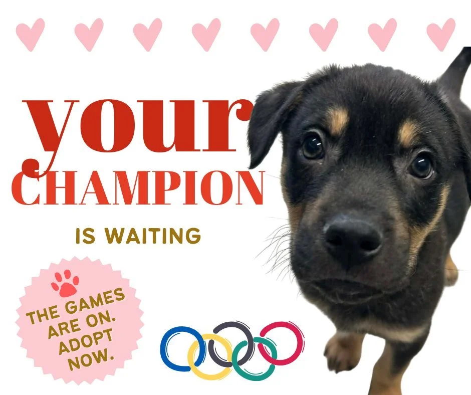 The Games Are On.
Your Champion Is Waiting.

🥇 Gold Medal in Snuggles
🥇 Rookie of the Year
🥇 Podium Finish in Puppy Eyes

Meet Claude
Available for Draft Day