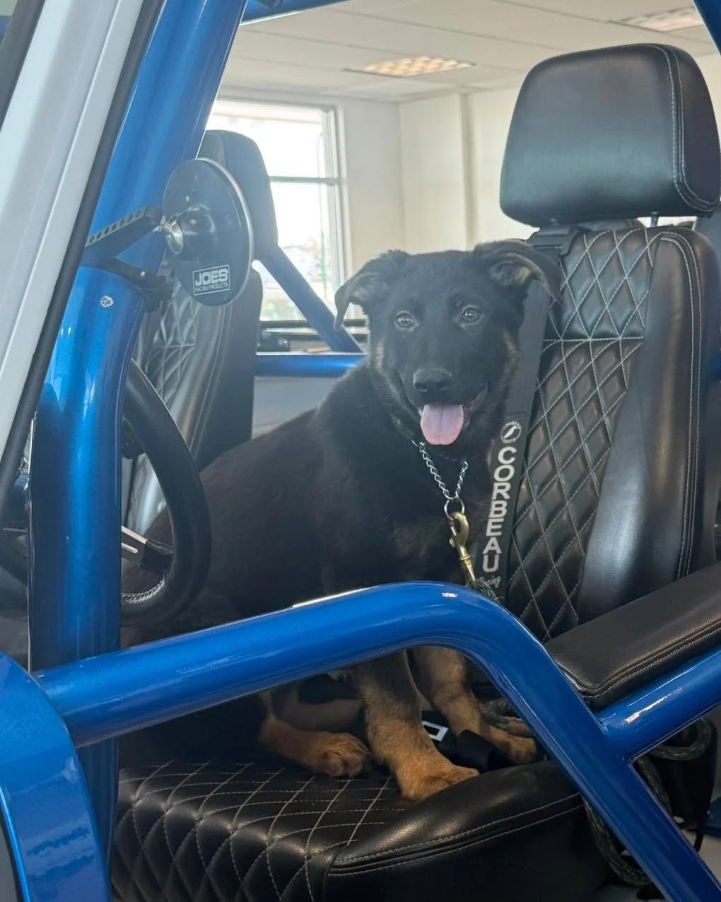 Come warm up and check out some sweet dogs and beautiful cars at ffuncars on Idylwyld Drive North today from 1-4! Hershey,Lexie, and mcconaughey! ❤️🐾🥰🏎️🚙