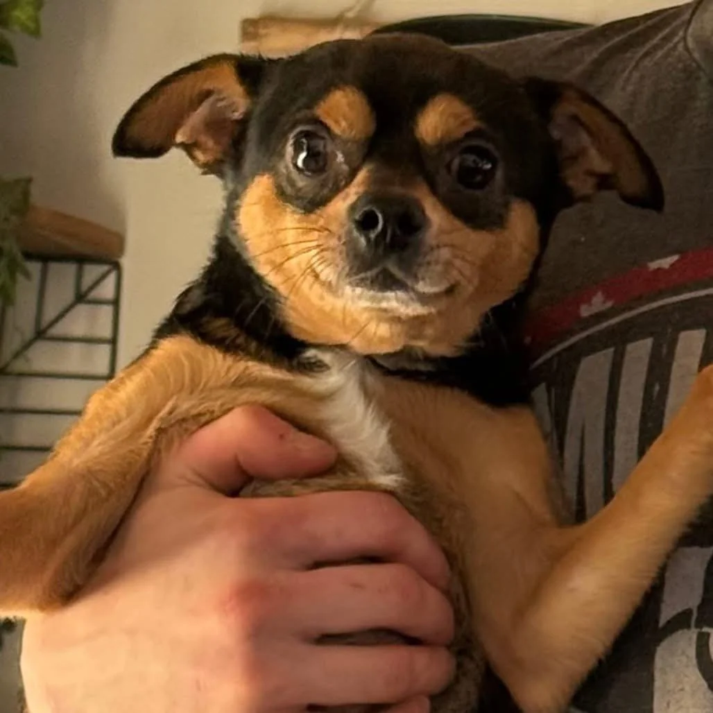 Come meet Rico and all his adoptable friends today at the Adopt Joy event at Petsmart Meadows Market from 1-4! ❤️🐾❤️🐾❤️ 
A beautiful day for a visit!