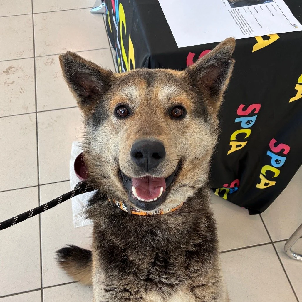 🐾 We Need Your Help to Fill Hungry Bowls 🐾

Right now, the Saskatoon SPCA is caring for dozens of dogs and puppies, with even more arriving on Monday. Our shelves are running very low on all life stages kibble and puppy kibble, and we need your hel