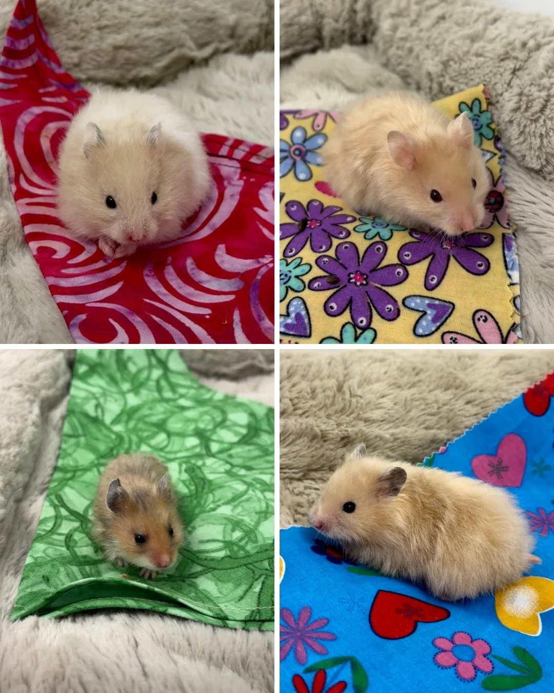 🐹 Small Pet, Big Needs!

Hamsters may be tiny, but they still need the right setup to live happy, healthy lives. When their environment meets their natural needs, these curious little animals can really thrive.

Here are a few basics every hamster n
