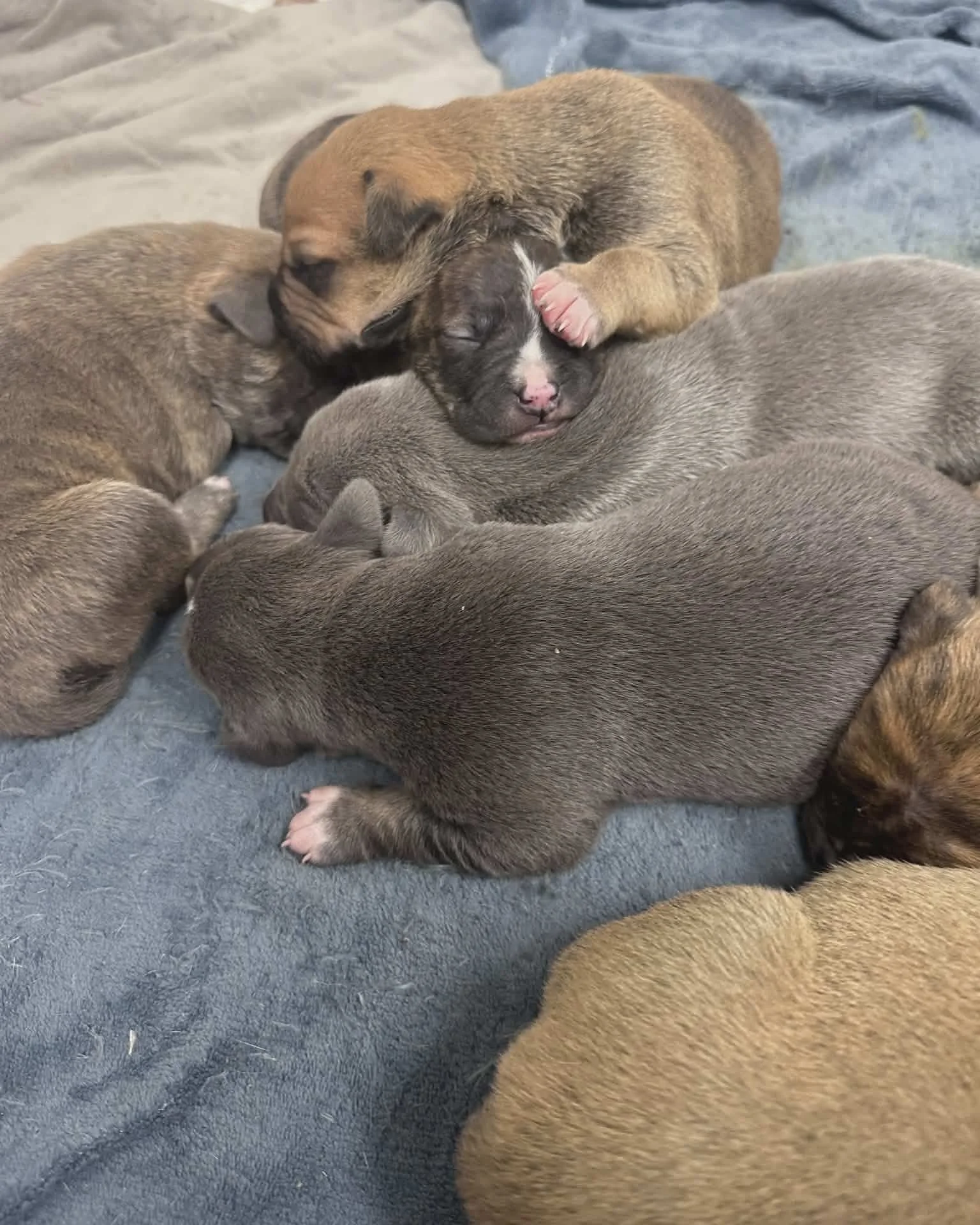 Hello from the Dinosaur Litter! 🦖

Right now we have several puppies and litters in our care, and these little ones go through potty pads faster than you might imagine. Our supply is almost gone, and we could really use your help.

Potty pads are ve
