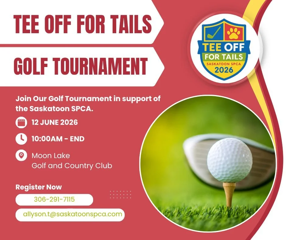 🐾⛳ Tee Off for Tails ⛳🐾

Gather your friends, coworkers, or clients and register your team for an unforgettable day on the greens in support of the animals at the Saskatoon SPCA!

📅 June 12
📍 Moon Lake Golf &amp; Country Club

Enjoy a fun-filled 