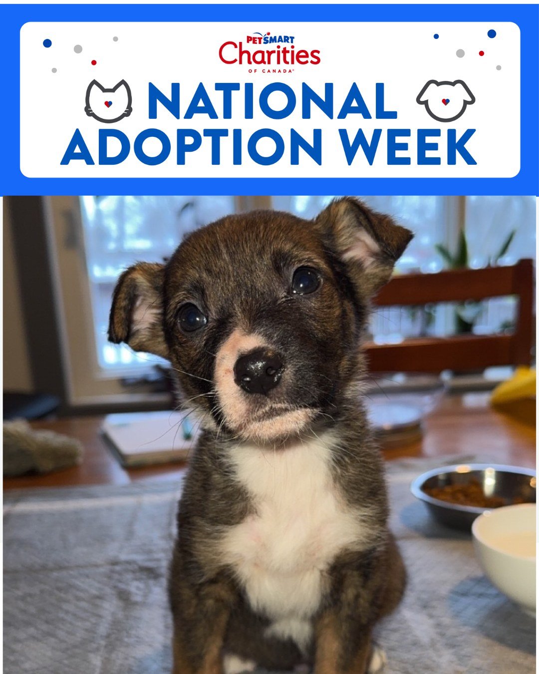 🐾 National Adoption Week is here! 🐾

Join us this weekend at PetSmart Meadows Market to meet some of our amazing adoptable animals, including little Grizzly (featured here and ready to steal your heart 💛).

📍 PetSmart Meadows Market
🗓 Saturday &