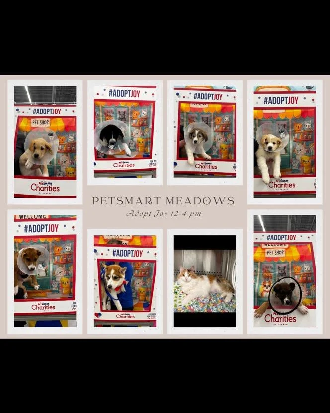 We have a puppy Paw-Ty going on down at the Petsmart meadows today 12-4 🐾