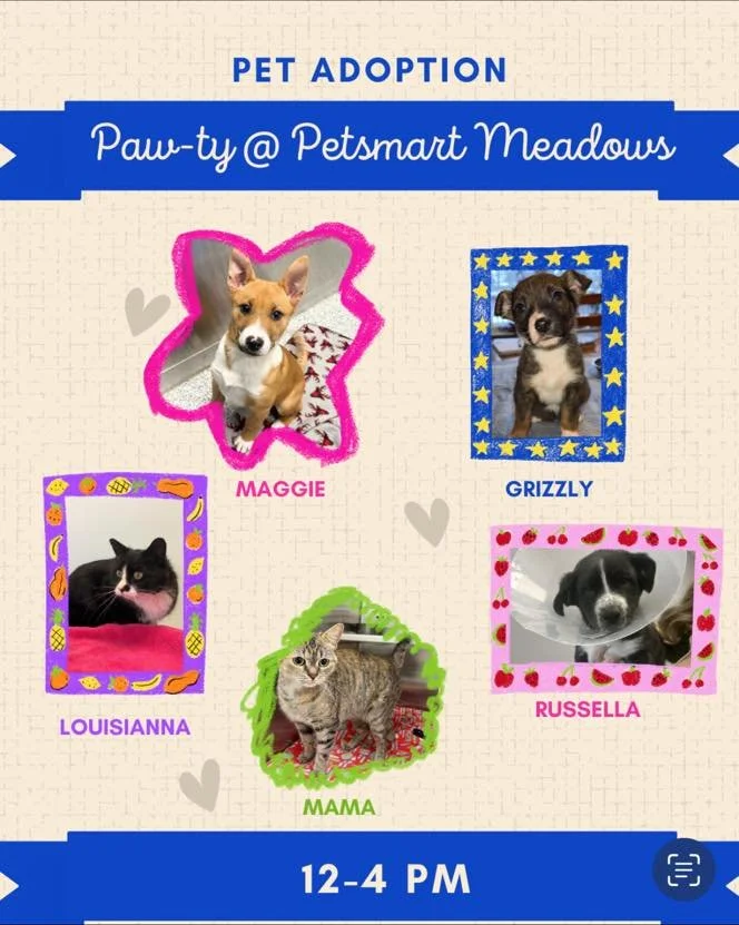 Petsmart Meadows Market 12-4 today! 
Another puppy party + 2 of our feline friends are joining the fun today too! 🐾🎉